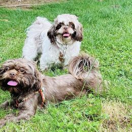 Shih Tzus from Cutshall Babies