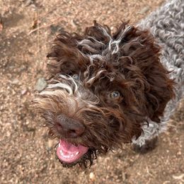 Aria - Brown roan Lagotto Romagnolo puppy in Santa Fe, New Mexico from Raven Meadow Ranch