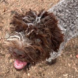 Aria - Brown roan Lagotto Romagnolo puppy in Santa Fe, New Mexico from Raven Meadow Ranch