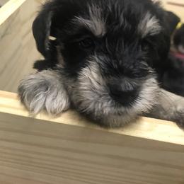 Miniature Schnauzer Puppies from Four Seasons Schnauzers