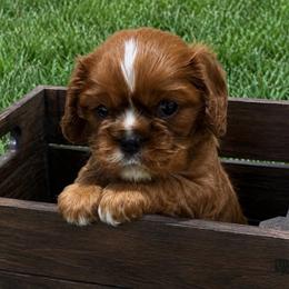 Sam - Ruby male Cavalier King Charles Spaniel puppy in Marshall, Arkansas from Kate’s Cavaliers