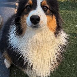 Knox - Australian Shepherd