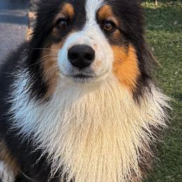 Knox - Australian Shepherd
