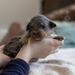 Summit - Family Raised - Blue merle female Bernedoodle puppy in Eureka, Illinois from Joley Aire Family Dogs