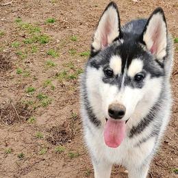 Ozzy - Siberian Husky