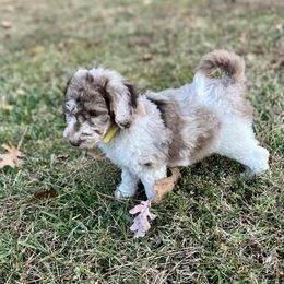 Goldendoodle and Poodle Puppies from Victoria’s Designer Doodles