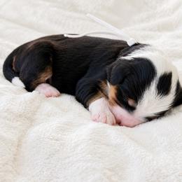 Eve white collar - Tri-color female Bernedoodle puppy in Boynton Beach, Florida from Lolli’s Bernedoodles