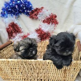 Shih Tzu puppies from Guillot Shih Tzu