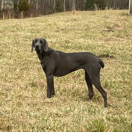 Bluey - Weimaraner