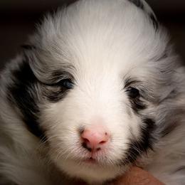 Shetland Sheepdog Puppies from Shirehill Shelties