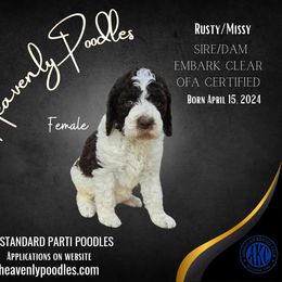 Poodle Puppies from Heavenly Poodles