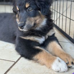 Tisa - Black tri-color female Australian Shepherd puppy in Marshall, Virginia from Aussie Tales Farm