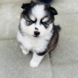 Paloma - Black and white female Pomsky puppy in Yavapai County, Arizona from Pawsh Pomskies