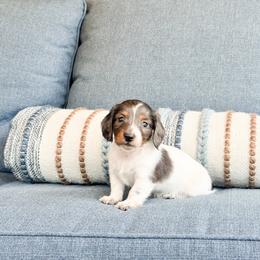 Rocky Road ( has a partial blue eye) - Dapple male Dachshund puppy in Salters, South Carolina from Long-Pine Dachshund