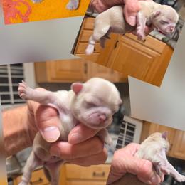 Girl 1 - Lilac female Shih Tzu puppy in Houston, Texas from Shih Tzu Houston