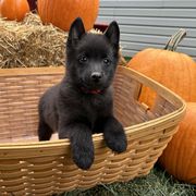 Schipperke Puppies from Karric Kennels