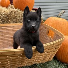 Schipperke Puppies from Karric Kennels