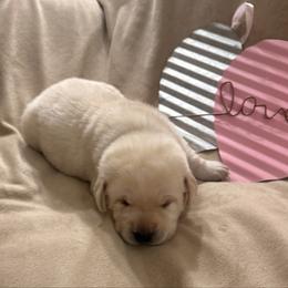 Griffin - Yellow male Labrador Retriever puppy in Tekonsha, Michigan from Asher Acres Labs