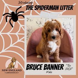 Bruce Banner - 'The Hulk' - Red male Australian Labradoodle puppy in Mendon, Massachusetts from New England Labradoodles