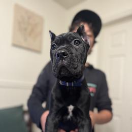 Blue - Black male Cane Corso puppy in Norwalk, California from Gaxx Corsos