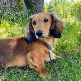 Kip - Dachshund