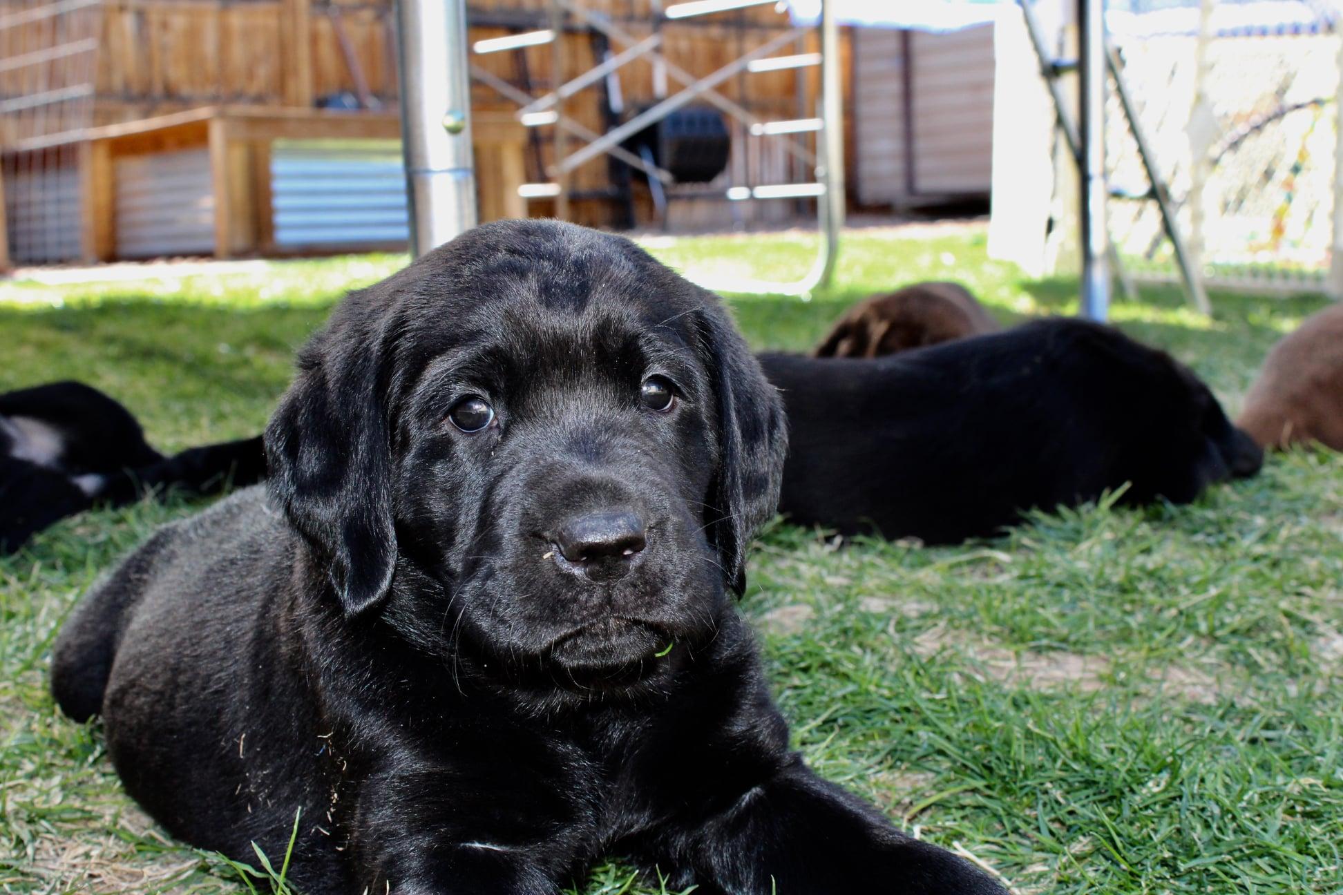 Atomic City Labrador Retrievers in | Labrador Retriever puppies | Good Dog