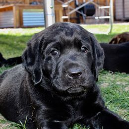Labrador Retrievers from Atomic City Labrador Retrievers