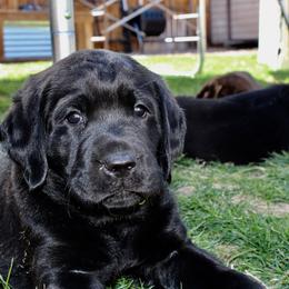 Labrador Retrievers from Atomic City Labrador Retrievers