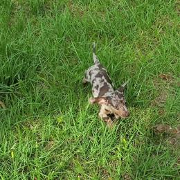 Dachshund Puppies from Newbern's Nuggets