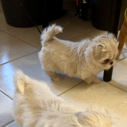 Teddy Bear - Cream and white male Shih Tzu puppy in Brevard, North Carolina from House of Little Lions