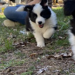 Radley - Black and white Border Collie puppy in Ashford, Connecticut from Cross Creek