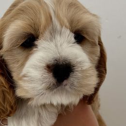 Cockapoos from Cookie Cocker Farms