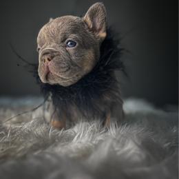 French Bulldog puppies from Whatabulldog