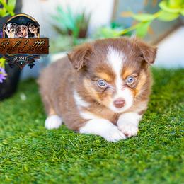 Coral - Red tri female Toy Australian Shepherd puppy in Granbury, Texas from Best Little Aussies