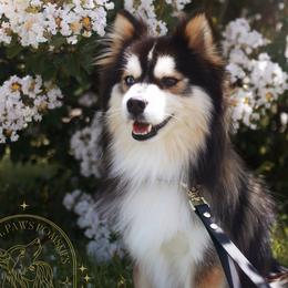 Boba - Pomsky