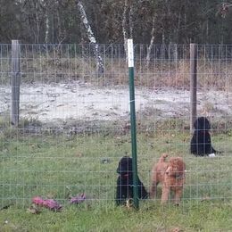 Poodle Puppies from Deborah Busch Poodles