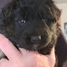 German Shepherd Puppies from Tuchscherer Kennel