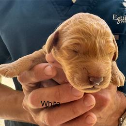Jar Jar - Apricot male Goldendoodle puppy in Golden, Colorado from Golden Mesa Doodles