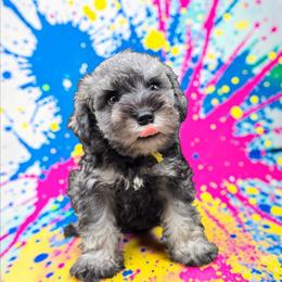 Yellow Male - Salt and pepper male Miniature Schnauzer puppy in Houston, Texas from Haughton Farm