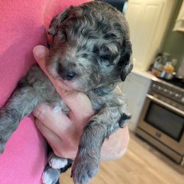 Firecracker - Merle male Goldendoodle puppy in Eaton, Ohio from Dezi’s Sonshine Doodles