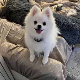 Atlas - Pomeranian