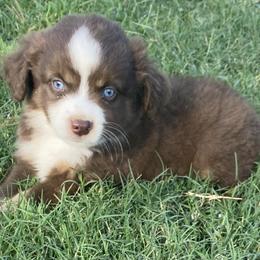 Miniature Australian Shepherd Puppies from Kuttin’ Up Mini Aussies