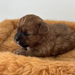 Honey - yellow - Brown female Shihpoo puppy in Gay, Georgia from That’s My Puppy