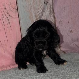 Piper - Black and white female Cocker Spaniel puppy in Hickory, North Carolina from Homegrown Spaniels