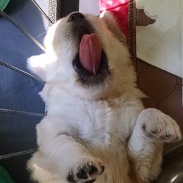 Golden Retriever Puppies from Creekside Golden Kennels