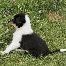 Ashgrove John Adams - Black white and tan male Old Time Scotch Collie puppy in Berlin, Wisconsin from Ashgrove Farm