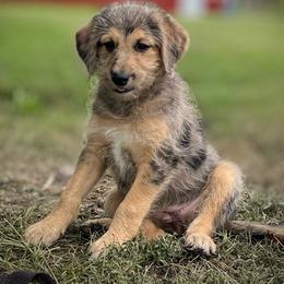 Cynthia - Merle female Assorted Doodle Crosses puppy in Kansas City, Missouri from Beary GoldenDoodles