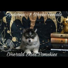 Andarna - Tri-color female Pomsky puppy in Sumter, South Carolina from Emerald Skies Pomskies