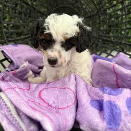 Chloe - Parti female Poodle puppy in Lathrop, California from Stellar Poodles