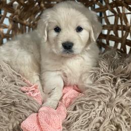 Miss Yellow - Light golden female Golden Retriever puppy in Morrill, Kansas from Grimm Girls Farm
